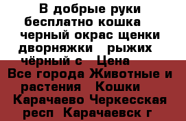 В добрые руки бесплатно,кошка,2.5черный окрас,щенки дворняжки,3 рыжих 1 чёрный,с › Цена ­ - - Все города Животные и растения » Кошки   . Карачаево-Черкесская респ.,Карачаевск г.